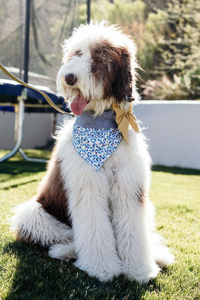 Blocks n Dots Bandana & Bow Set